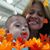 Adilia Estrada's profile image