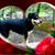 Andrea Shulfer's profile image