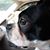 Davor Kekerovic's profile image