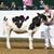 Cory Schmidt's profile image