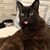 Allison Levine's profile image