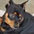 Joey Ballzino's profile image