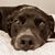 Karen Kohoutek Wohlgezogen's profile image