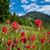 Laureen Lisle's profile image