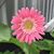 Donna Donaghue's profile image