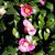Sharon Ferrer's profile image