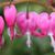 Diane Kibler's profile image