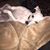 Shehyrah B Heitsche's profile image