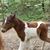 Becky Rountree's profile image
