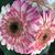 Jenny Jamison's profile image