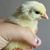 Harmony Farms's profile image