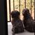 Jody Al Williams's profile image