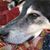 Kris Keirn Barone's profile image