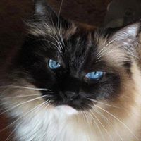 Jennifer Ayers Johnson's profile image