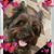 Cheryl Lawing's profile image