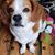 Suzan Pedersen-Smith's profile image