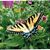 Linda Renz's profile image