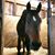 Kim Gilson's profile image