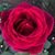 Miranda Frederick's profile image