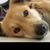 Tony Douglas Alan O'Reilly's profile image