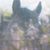 Carol Catalano's profile image