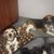 Barbara Tribuno Brown's profile image