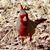 Sue Campbell's profile image
