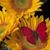 Cindy McAfee Melder's profile image