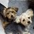 Joy Ann Buskirk's profile image
