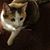 Becky Brickner Hiester's profile image