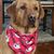 Teri Maciel Ewaschuk's profile image