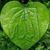 Mohammad Anower's profile image
