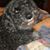 Gilbert M. Barrientos's profile image