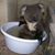 Carol Cornelius's profile image