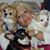 Sally Jane Benigni's profile image