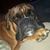Robert Alston Sayre's profile image