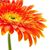 Kousar Chaudhry's profile image