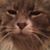 Chad Harrell Sr's profile image