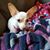 Alice Faye Wadsworth's profile image