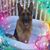Stephanie Runfola's profile image