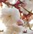Azzurra Mery Cristina's profile image