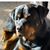 Carol Hayes's profile image