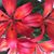 Tomasa Suazo's profile image