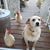 Shirley Belchunas's profile image