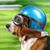 Lawrence Beagle's profile image
