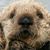 Jerome Despret's profile image
