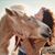Toni Georgiopoulos's profile image