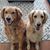 Chrissy Harshbarger's profile image