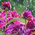Rosa Houchin's profile image