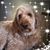 Dana Corazalla Dutton's profile image
